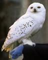 Hedwig 